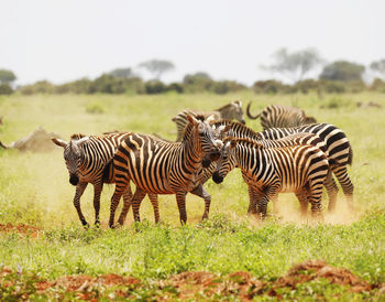 Zebras in tsavo east national park, kenya, africa