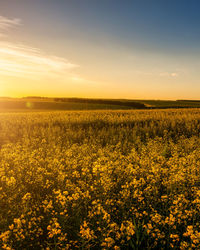 Rapeseed Field