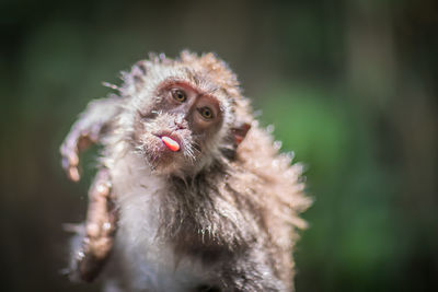 Close-up of a monkey