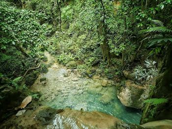 Scenic view of waterfall in forest