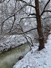 Frozen bare trees on land during winter