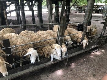 View of sheep in pen