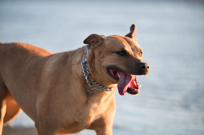 Close-up of a dog against the sky