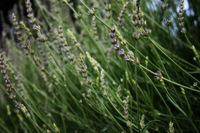 Close-up of plants growing on field