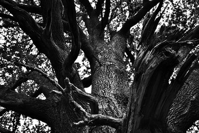 Low angle view of bare tree