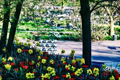 Scenic view of flowering plants in park