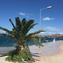 Palm tree by sea against sky
