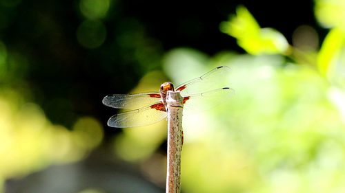 Close-up of damselfly on twig