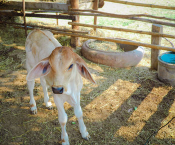 Cow standing in a field