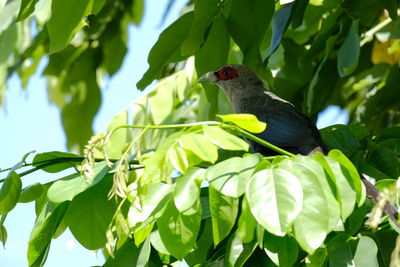Bird perching on a plant