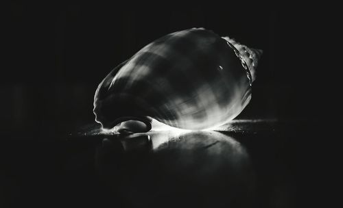 Close-up of snail over black background