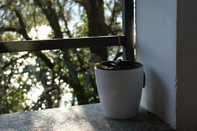 Close-up of potted plant on window sill