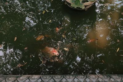 High angle view of koi carps swimming in pond