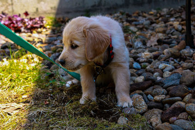 Cutie little golden retriever puppy enjoying a warm summer day in new hampshire 