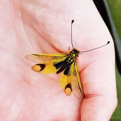 Close-up of insect on hand