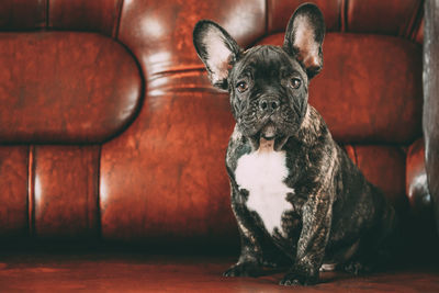 Portrait of dog sitting on sofa