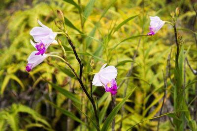 Close-up of purple flowers blooming on field