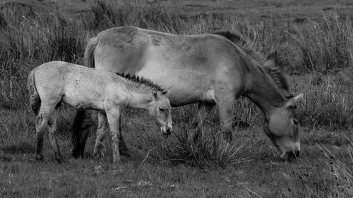 Horse grazing on field