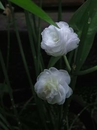 Close-up of white rose flower