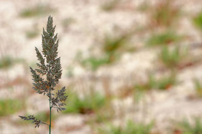 Close-up of plant on field