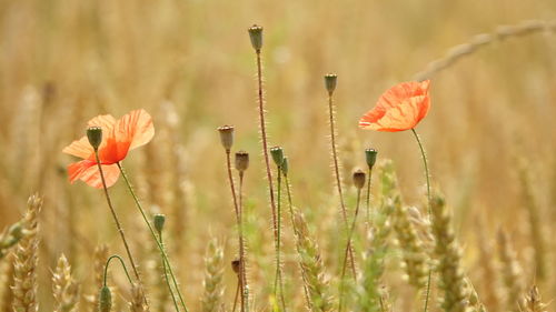 Close-up of poppy flowers on field