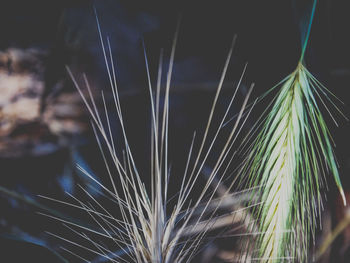 Close-up of crops on field