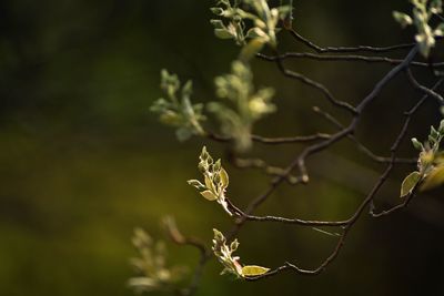 Close-up of flowering plant against blurred background