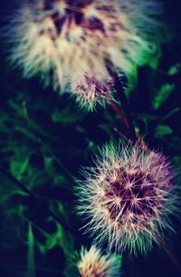 Close-up of dandelion