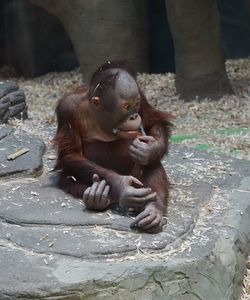 Monkeys in zoo