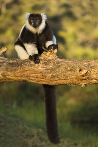 Monkey sitting on tree