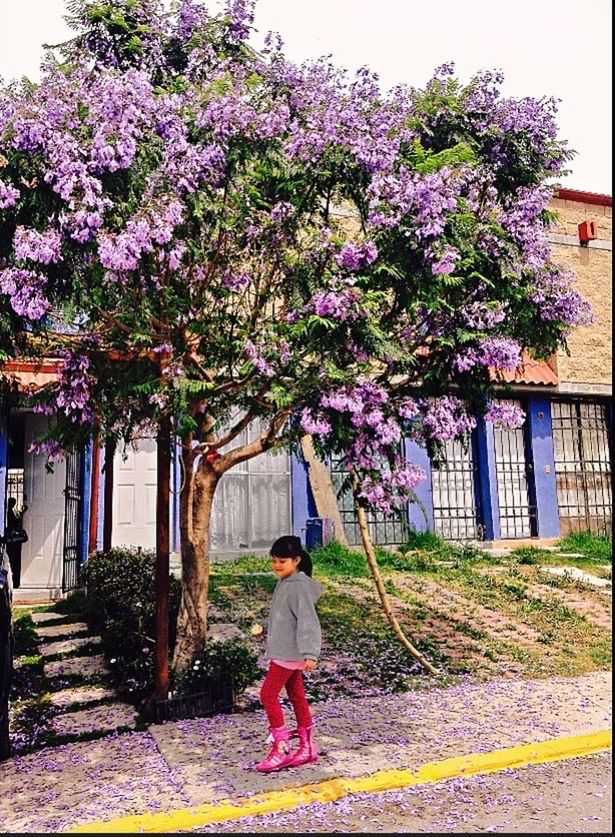 building exterior, full length, flower, tree, lifestyles, casual clothing, built structure, architecture, leisure activity, standing, person, young adult, growth, rear view, plant, young women, day, house