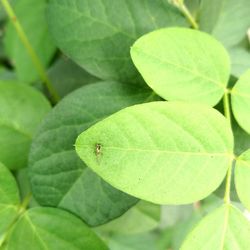 Close-up of insect on leaf