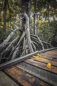 Trees in forest