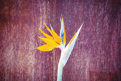 Close-up of flower against the wall