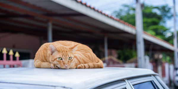 Beautiful short yellow hair cat is lying on the roof and looking at camera with sweet yellow eyes.