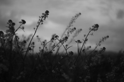 Close-up of plant growing on field