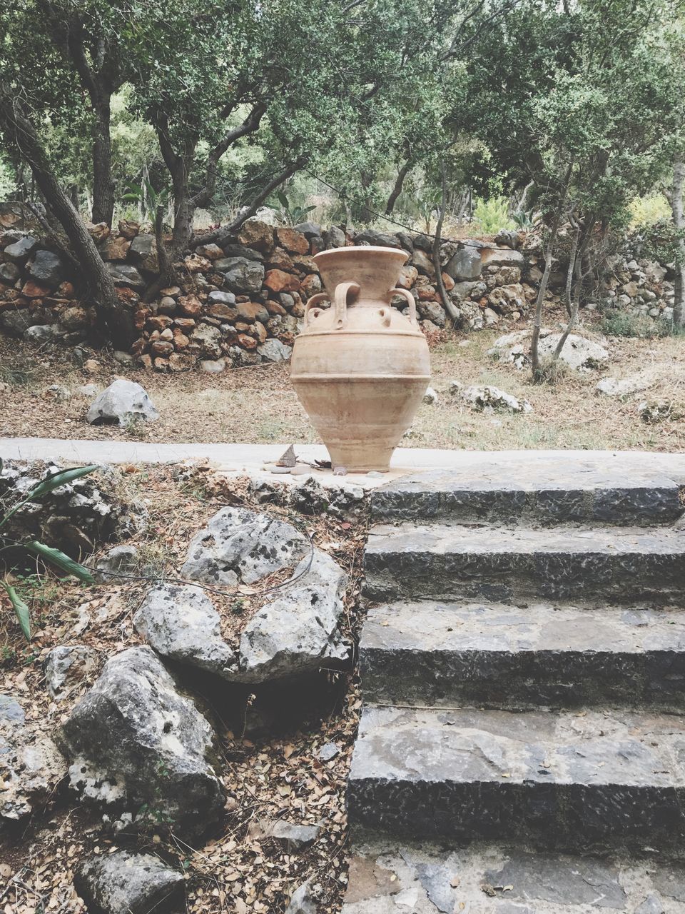 day, tree, no people, outdoors, growth, nature, close-up, toilet bowl