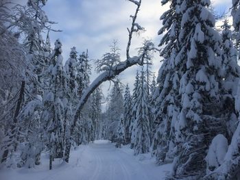 Snow covered trees against sky