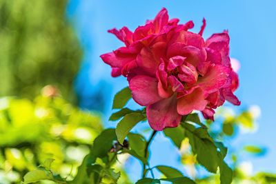 Close-up of pink rose plant