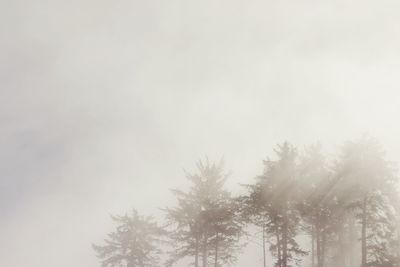 Low angle view of silhouette trees against sky during winter