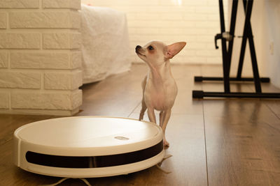 Smart robot vacuum cleaner in the interior makes cleaning of the laminate floor