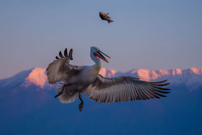 Low angle view of bird flying against clear sky