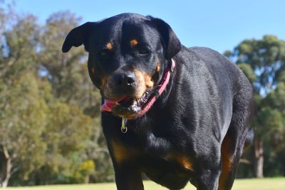 Portrait of black dog