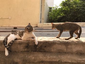 Cat sitting on retaining wall