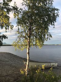 Tree on lakeshore against sky