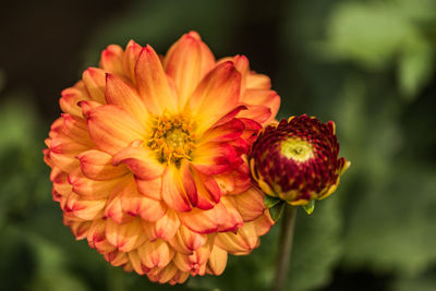 Close-up of red flower