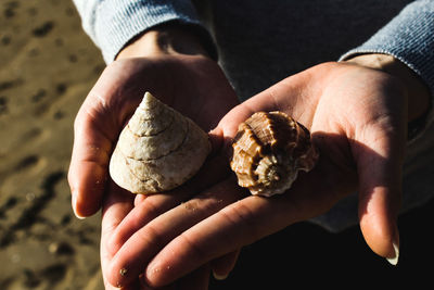 Shells found on the beach