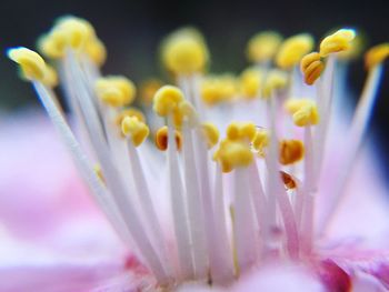 Close-up of yellow flowers blooming indoors