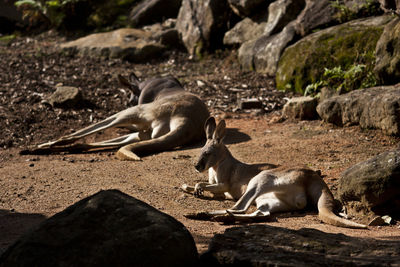 Lion relaxing outdoors