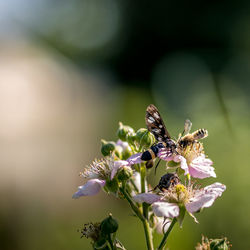 Close-up of bee pollinating on flower